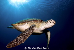 This green turtle stayed for more than 10 minutes with us... by Els Van Den Borre 